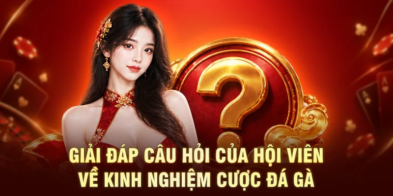 Giải đáp câu hỏi về kinh nghiệm cược đá gà
